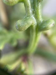 Cakile maritima maritima