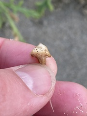 Cakile maritima maritima