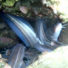 Plotosus lineatus