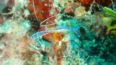 Ancylomenes pedersoni