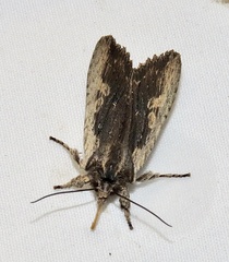Lithophane hemina