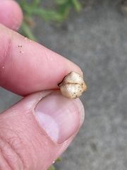 Cakile maritima maritima