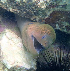 Gymnothorax javanicus