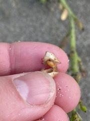 Cakile maritima maritima