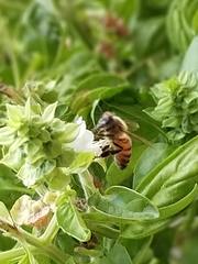 Apis mellifera