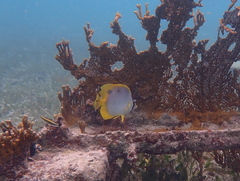 Chaetodon ocellatus