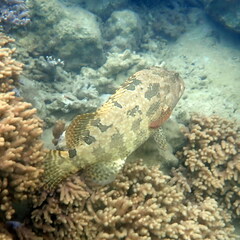 Epinephelus fuscoguttatus