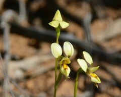 Diuris setacea