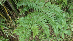 Microlepia nepalensis