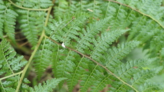 Microlepia nepalensis