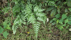 Pteris semipinnata