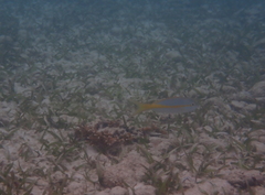 Ocyurus chrysurus
