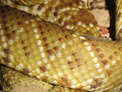 Crotalus basiliscus