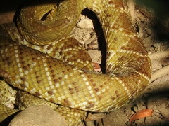Crotalus basiliscus