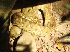 Crotalus basiliscus