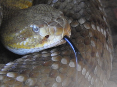 Crotalus basiliscus