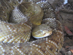 Crotalus basiliscus