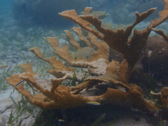 Haemulon flavolineatum