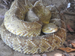 Crotalus basiliscus