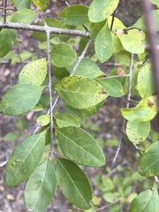 Forestiera pubescens
