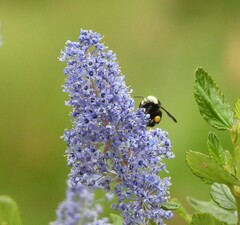 Bombus vosnesenskii