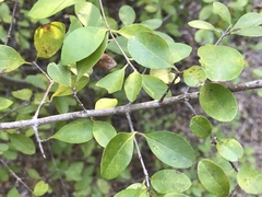 Forestiera pubescens