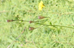 Lilium martagon pilosiusculum