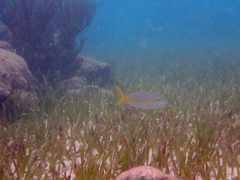 Ocyurus chrysurus