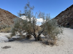 Psorothamnus spinosus