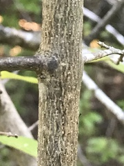 Forestiera pubescens