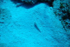 Gnatholepis thompsoni