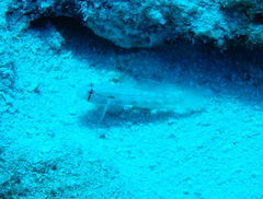 Gnatholepis thompsoni