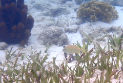 Haemulon flavolineatum