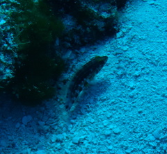 Serranus baldwini