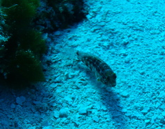 Serranus baldwini