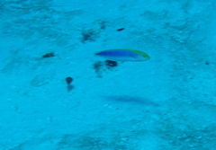 Halichoeres cyanocephalus