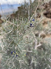 Psorothamnus schottii