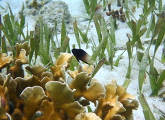Stegastes partitus