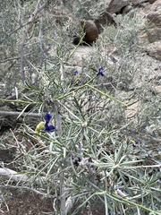 Psorothamnus schottii