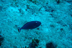 Xanthichthys ringens