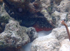 Sparisoma viride
