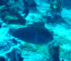 Halichoeres radiatus