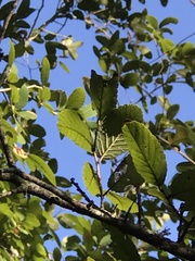 Ulmus crassifolia