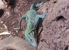 Varanus prasinus