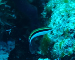 Halichoeres maculipinna