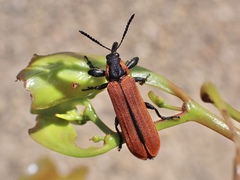 Rhinotia haemoptera
