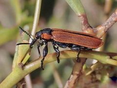 Rhinotia haemoptera