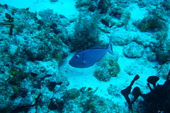 Xanthichthys ringens