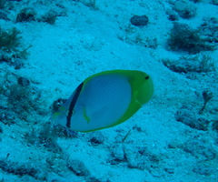Chaetodon ocellatus