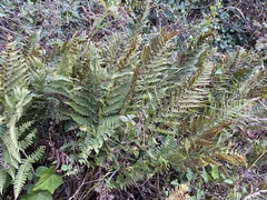 Dryopteris arguta